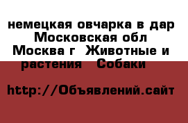 немецкая овчарка в дар - Московская обл., Москва г. Животные и растения » Собаки   